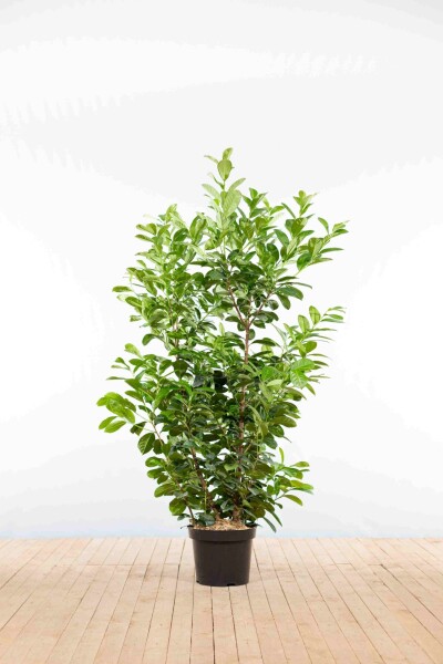Prunus laurocerasus 'Etna' 125-150 cm - Kruka