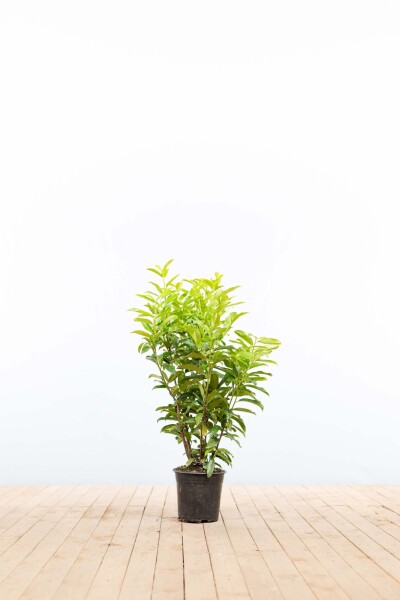Prunus laurocerasus 'Genolia' 60-80 cm - Kruka