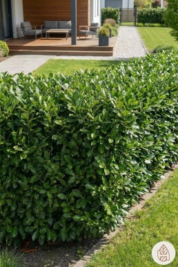 Prunus laurocerasus 'Genolia' 60-80 cm - Kruka