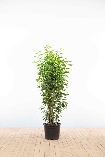 Prunus laurocerasus 'Genolia' 125-150 cm - Kruka
