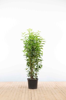Prunus laurocerasus 'Genolia' 125-150 cm - Kruka