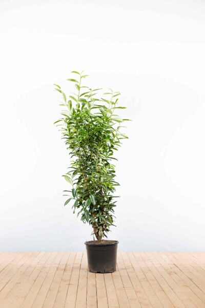 Prunus laurocerasus 'Genolia' 150-175 cm - Kruka