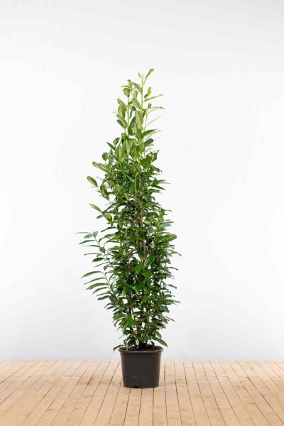 Prunus laurocerasus 'Genolia' 175-200 cm - Kruka