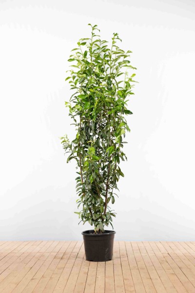Prunus laurocerasus 'Genolia' 200-225 cm - Kruka