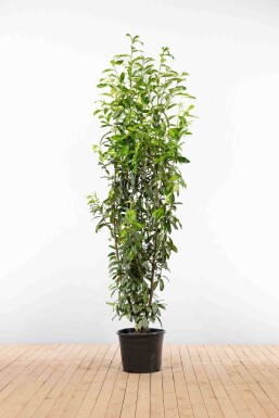 Prunus laurocerasus 'Genolia' 200-225 cm - Kruka
