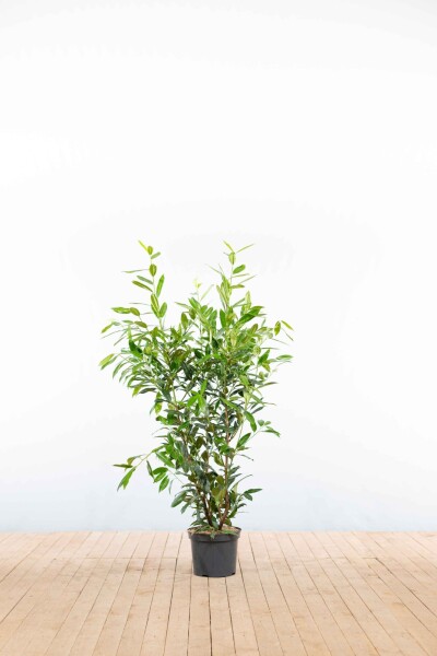Prunus laurocerasus 'Herbergii' 100-125 cm - Kruka
