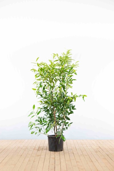 Prunus laurocerasus 'Herbergii' 125-150 cm - Kruka
