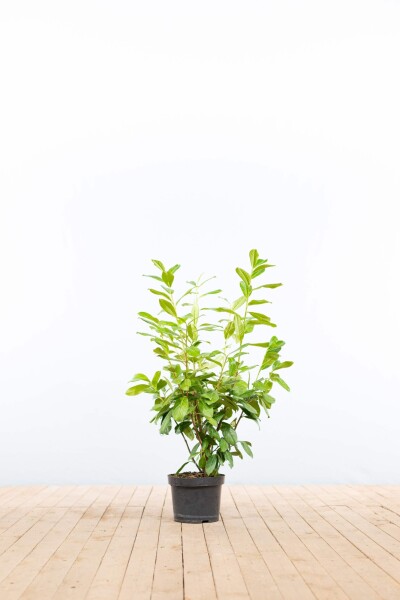 Prunus laurocerasus 'Novita' 80-100 cm - Kruka