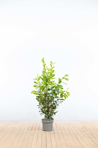 Prunus laurocerasus 'Novita' 100-125 cm - Kruka