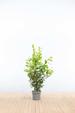 Prunus laurocerasus 'Novita' 100-125 cm - Kruka