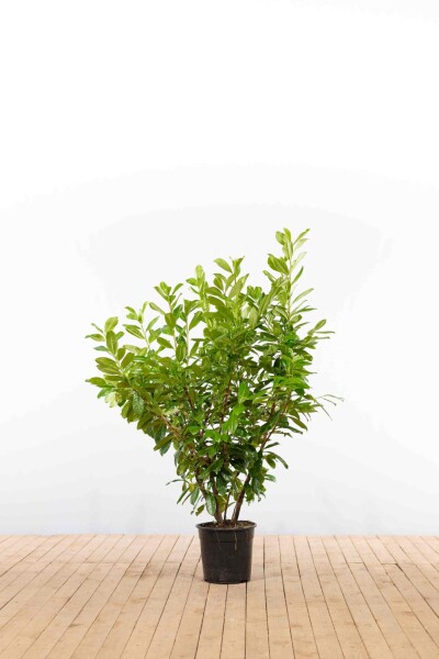 Prunus laurocerasus 'Novita' 125-150 cm - Kruka