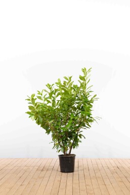 Prunus laurocerasus 'Novita' 125-150 cm - Kruka