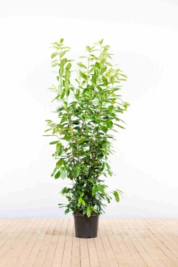 Prunus laurocerasus 'Novita' 175-200 cm - Kruka