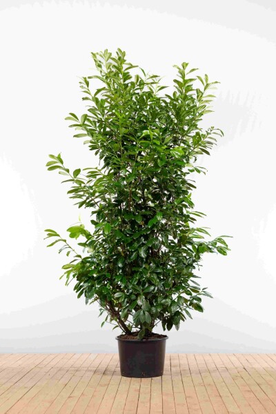 Prunus laurocerasus 'Novita' 200-225 cm - Kruka