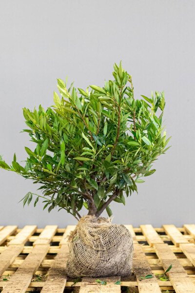 Prunus laurocerasus 'Otto Luyken' 40-50 cm - Kruka