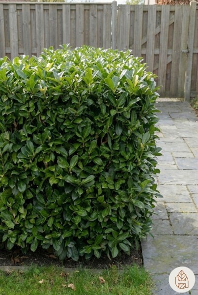 Prunus laurocerasus 'Otto Luyken' 40-50 cm - Kruka