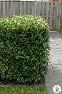 Prunus laurocerasus 'Otto Luyken' 40-50 cm - Kruka