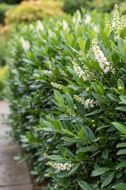 Prunus laurocerasus 'Otto Luyken' 40-50 cm - Kruka