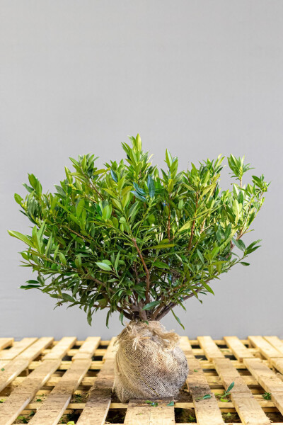 Prunus laurocerasus 'Otto Luyken' 50-60 cm - Kruka
