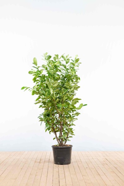 Prunus laurocerasus 'Rotundifolia' 125-150 cm - Kruka