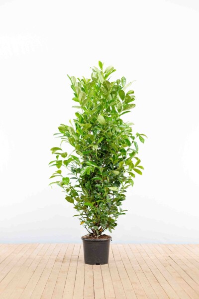 Prunus laurocerasus 'Rotundifolia' 150-175 cm - Kruka