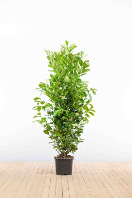 Prunus laurocerasus 'Rotundifolia' 150-175 cm - Kruka