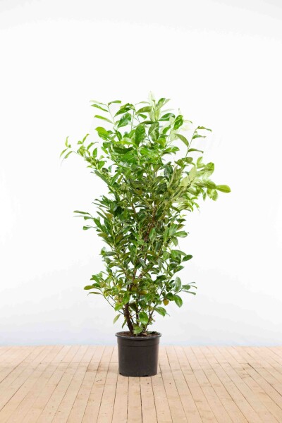 Prunus laurocerasus 'Rotundifolia' 175-200 cm - Kruka