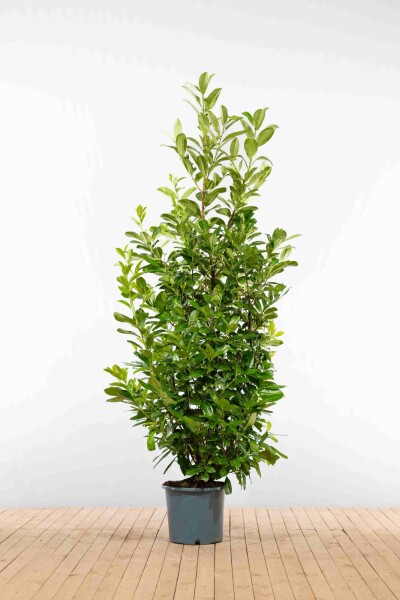 Prunus laurocerasus 'Rotundifolia' 200-225 cm - Kruka