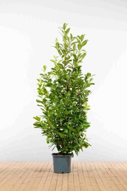 Prunus laurocerasus 'Rotundifolia' 200-225 cm - Kruka