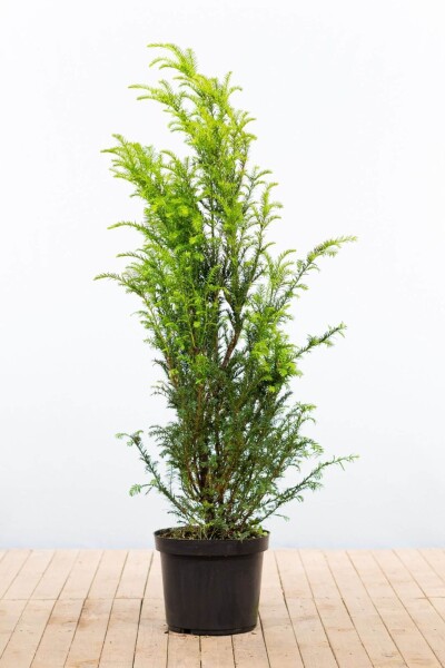 Taxus baccata 120-140 cm - Kruka
