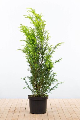 Taxus baccata 120-140 cm - Kruka