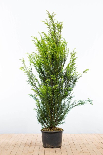 Taxus baccata 140-160 cm - Kruka