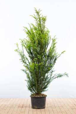 Taxus baccata 140-160 cm - Kruka