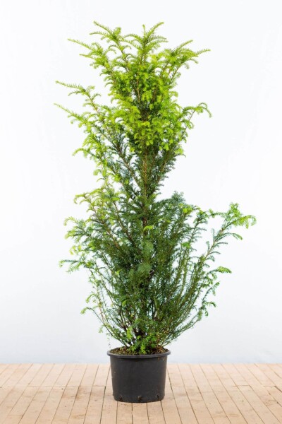 Taxus baccata 160-180 cm - Kruka