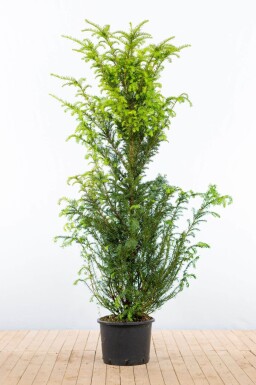 Taxus baccata 160-180 cm - Kruka