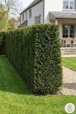 Taxus baccata 200-225 cm - Kruka