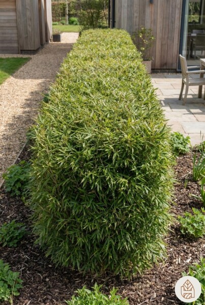Fargesia nitida 200-225 cm - Kruka