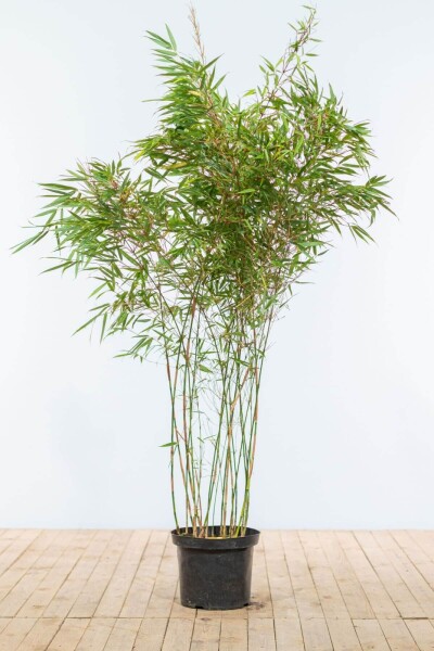 Fargesia rufa 150-175 cm - Kruka
