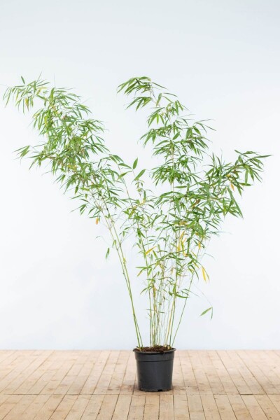 Fargesia rufa 175-200 cm - Kruka