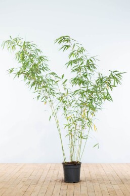 Fargesia rufa 175-200 cm - Kruka