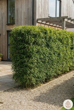 Fargesia robusta 'Campbell' 200-225 cm - Kruka
