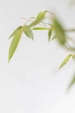 Phyllostachys aurea 200-225 cm - Kruka