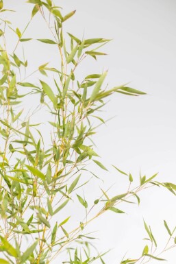 Phyllostachys aurea 200-225 cm - Kruka
