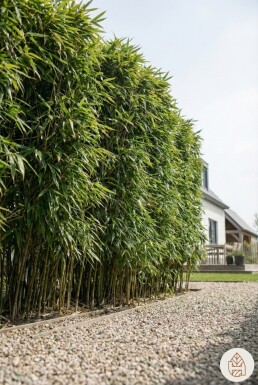 Phyllostachys bissetii 200-225 cm - Kruka