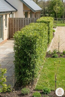 Phyllostachys nigra 200-225 cm - Kruka
