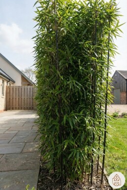 Phyllostachys nigra 200-225 cm - Kruka