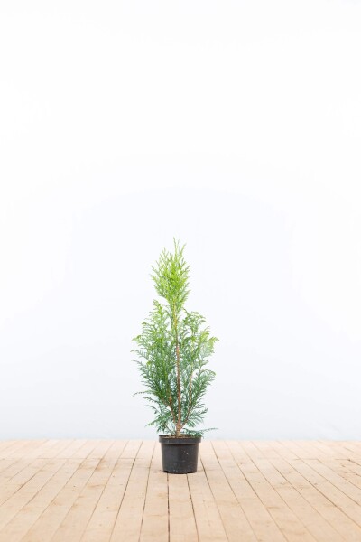 Thuja plicata 'Excelsa' 60-80 cm - Kruka