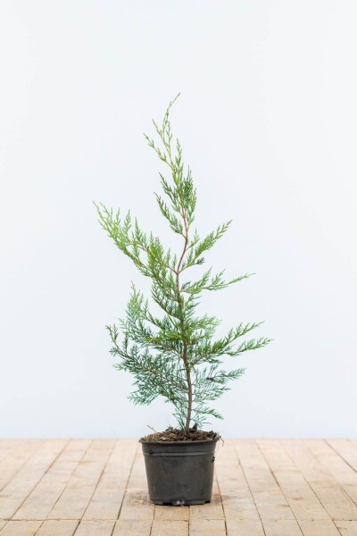Cupressocyparis leylandii 60-80 cm - Kruka