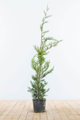 Cupressocyparis leylandii 80-100 cm - Kruka