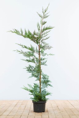 Cupressocyparis leylandii 100-125 cm - Kruka